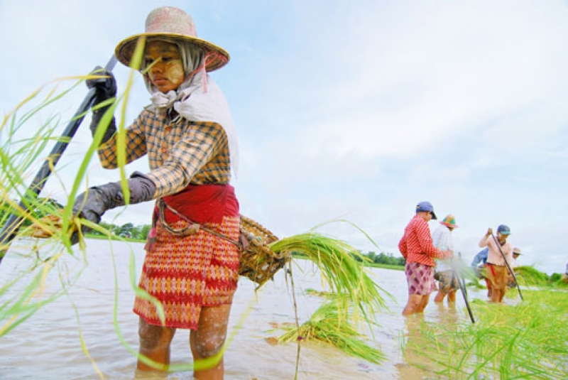Farmers work in a paddy field. Photo: Kaung Htet / The Myanmar Times