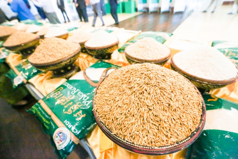 Cambodia hopes the Phka Romdoul rice variety will once again win the World’s Best Rice Award. KT/Chor Sokunthea