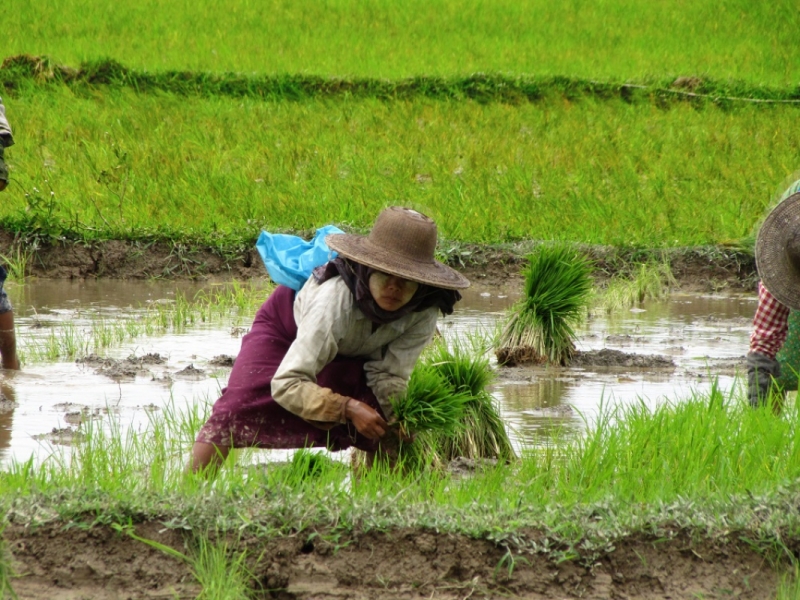 In Myanmar, a partnership between researchers and smallholder farmers is giving equal opportunity and increased capacity to both men and women. (Photo: Grant Singleton, IRRI)