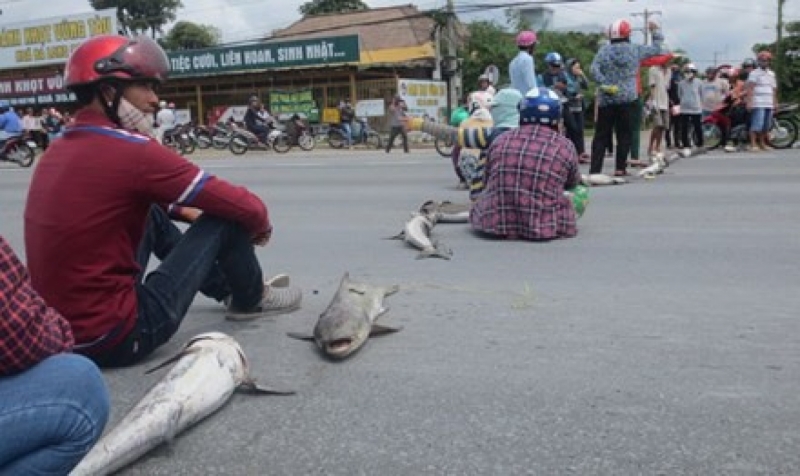 Local farmers dump their dead fish on National Highway 51 to protest mass fish deaths, allegedly caused by factory discharge of wastewater into a local river. Photo grabbed from the VietNamNet Bridge website.