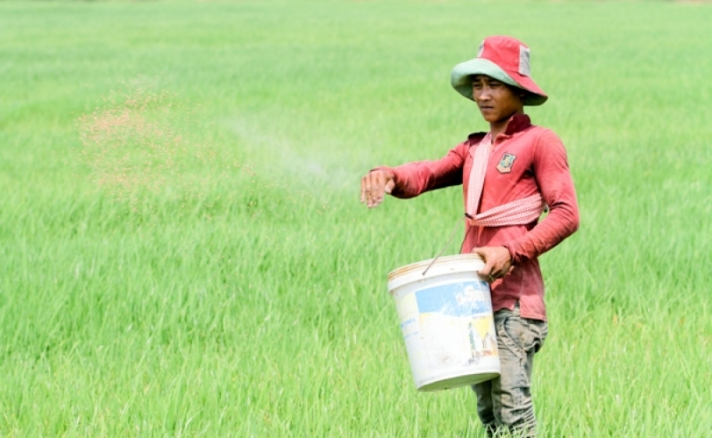 Cambodian farmers have been advised to cut down on their use of chemicals and switch to biocontrol agents instead. KT/Chor Sokunthea
