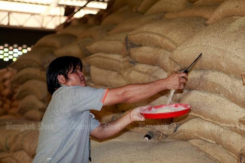 An inspector collects samples of low-quality rice at a warehouse in Nakhon Pathom on Wednesday, which revealed the rice cannot be improved for human or animal consumption. (Photo by Apichart Jinakul)