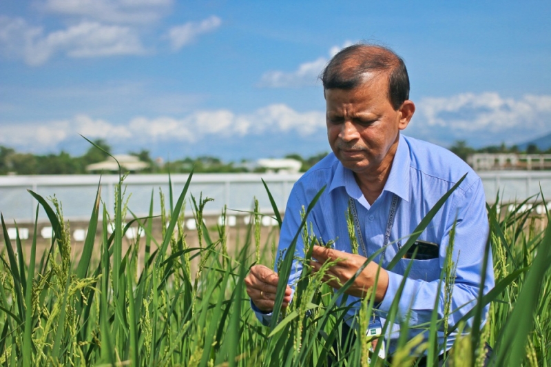 Through gene cloning, Dr. Jena works to identify the gene that enables a wild rice to fight off BPH and transfer the genes into cultivated rice varieties. (Photo by Isagani Serrano/IRRI)
