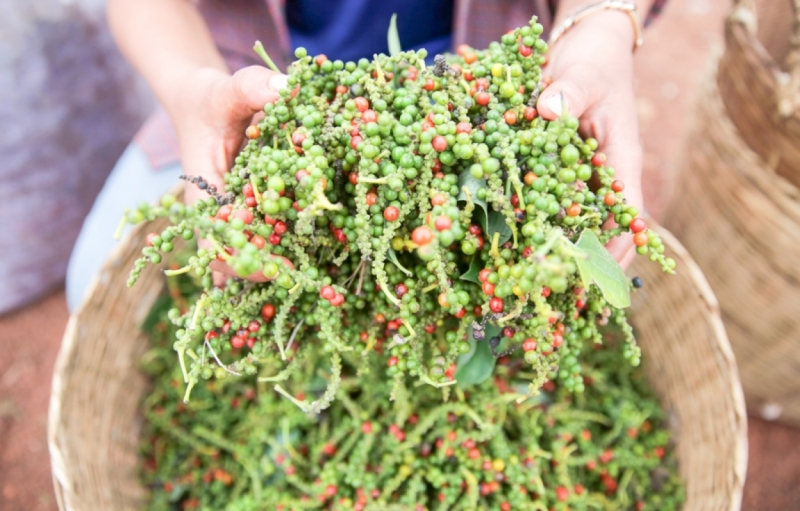 Many farmers are hopeful that planting Kampot pepper could turn their fortunes around, writes Chea Vannak (photo grabbed from Khmer Times website).