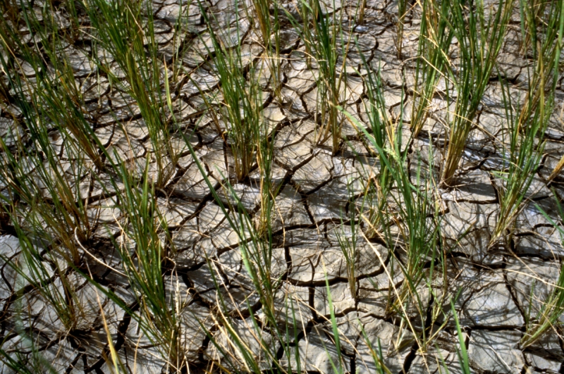A rice field affected by drought. (Photos by Isagani Serrano, IRRI)